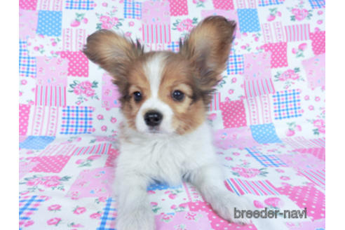 成約済の千葉県のパピヨン-159994の6枚目